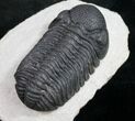 Phacops Trilobite - Very Detailed #9467-1